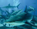   Shark remora taken during dive Bahamas May 2013. This one seemed stop stare camera Absolutely beautiful experience. 2013 experience  